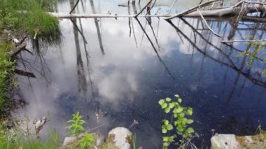 Sel basmış orman. Sudaki huş ağaçlarının gövdeleri. görünüm aşağıdan yukarıya hareket eder