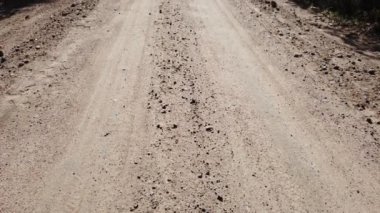 Yaz günü orman yolu. Ormanlık alanda. Manzarayı çok uzaklara götürüyor. Mercek parlaması