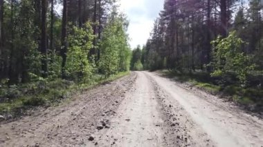 Bir yaz gününde orman yolunda yürü. Ağaçlar ve bitkiler. çakıl yolu.