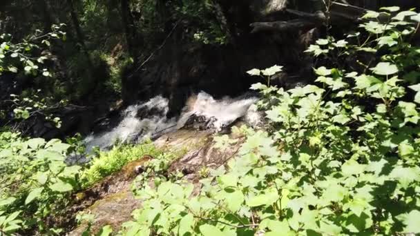 Yoğun Ormandaki Dağ Nehri Woodland Deresi Kayalık Yolu Damlalarıyla Birlikte — Stok video