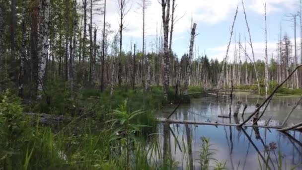 Forêt inondée. troncs de bouleaux dans l'eau. forêt envahie. vue se déplace de gauche à droite