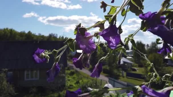 Flores Violetas Con Hojas Verdes Viento Hermosas Plantas Jardín Cerca — Vídeos de Stock