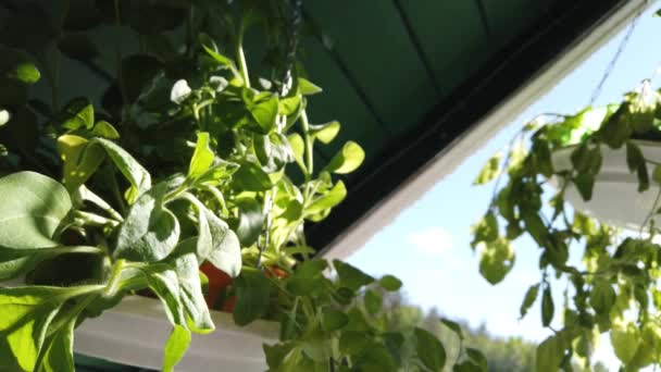 Planta Verde Maceta Plantas Jardín Cerca — Vídeo de stock