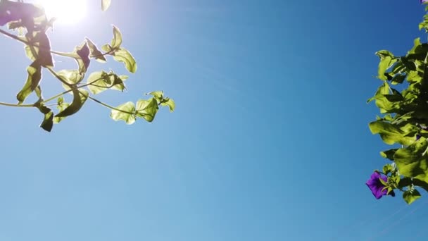青い空に対する花の鍋に緑の植物 日光の下で美しい庭の植物が閉じます 左から右へと — ストック動画