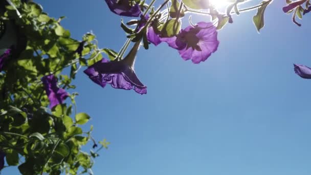 Flores Violetas Con Hojas Verdes Contra Cielo Azul Hermosas Plantas — Vídeos de Stock