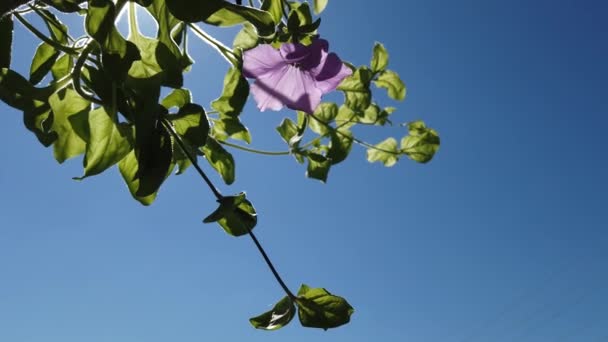 Flor Violeta Con Hojas Verdes Contra Cielo Azul Hermosas Plantas — Vídeos de Stock