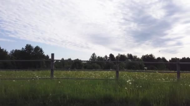 Pré de pissenlit dans la soirée. champ avec herbe et fleurs. vue animée le long de la clôture en bois dans le pâturage