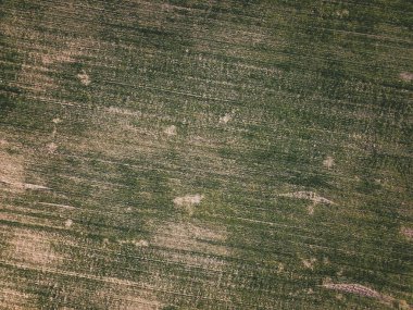 Tarım alanlarının havadan görünüşü. Geniş çayır manzarası. çimen soyut dokusu