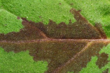 Yaprak dokusu. yeşil yapraklar makro arkaplan