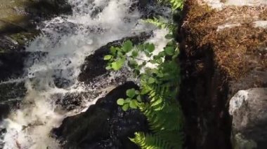 Kayalık nehri olan yoğun bir dağ ormanı. Bir şelalenin ortasında duruyor. Güzel manzara. görünüm aşağıdan yukarıya hareket eder
