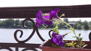 Rüzgarda sallanan bir tencerede mor çiçekler. Rüzgarlı bir havada bahçe bitkisi. yavaş çekim