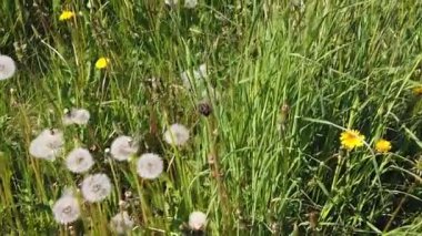Yeşil çimenlerin arasında beyaz ve sarı karahindibalar. yavaş çekim