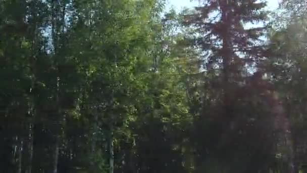 Плавний Рух Вздовж Лісу Вид Рухомого Автомобіля Повільний Рух Сонячні — стокове відео
