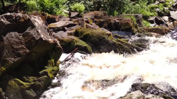 Mountain River Waterfall Dense Forest Woodland Creek Water Flow Splashes — Stock Video