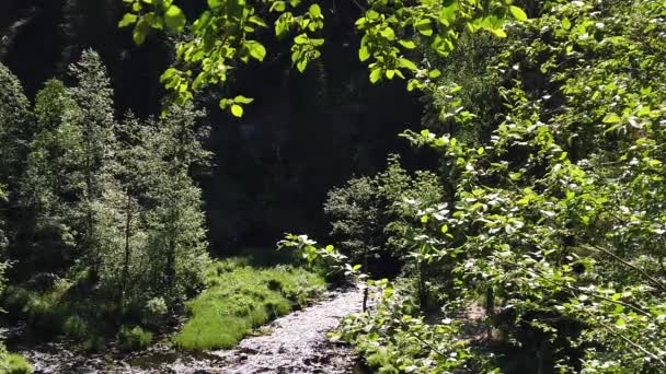 Utsikt Genom Lövverket Skogen Floden Rinner Bakom Träden Löv Grenarna — Stockvideo