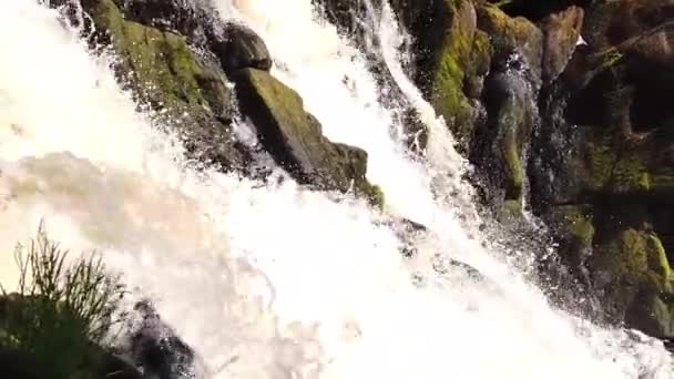 Cascata Nella Fitta Foresta Fiume Montagna Corso Acqua Roccioso Ruscello — Video Stock