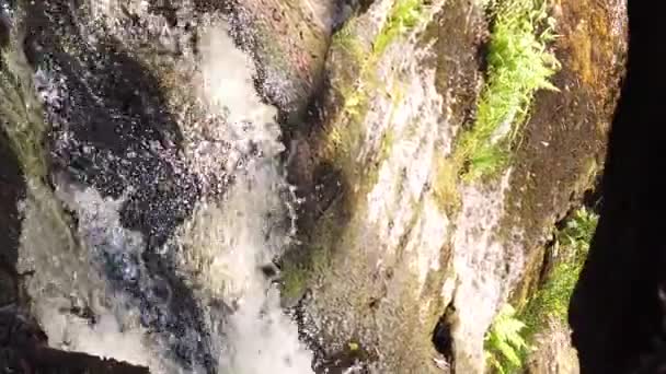 Yoğun Ormanda Şelale Dağ Nehri Kayalık Yolu Woodland Deresi Yavaş — Stok video