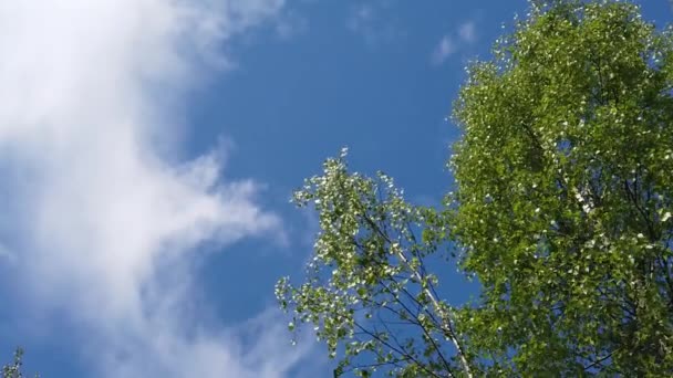 在多风的日子里模仿缓慢的动作 从下面的树看到 风吹动着绿叶的枝条 — 图库视频影像