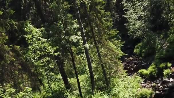 Bosque Denso Montaña Con Río Rocoso Pie Medio Una Cascada — Vídeo de stock