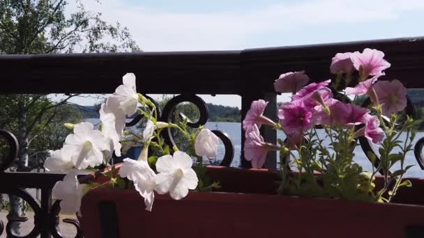 在风中摇曳着的花盆中的白色和粉红色的花 在多风的天气下种植花园植物 慢动作 — 图库视频影像