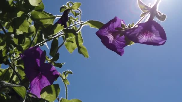 Flores Violetas Con Hojas Verdes Contra Cielo Azul Claro Hermosas — Vídeos de Stock