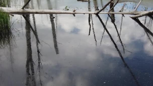 Überflutete Wälder Stämme Von Birken Wasser Bewachsener Wald Zeitlupe — Stockvideo