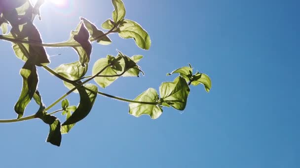 Trädgårdsväxt Mot Klarblå Himmel Gröna Blad Solljus Närbild Utsikt Flyttar — Stockvideo
