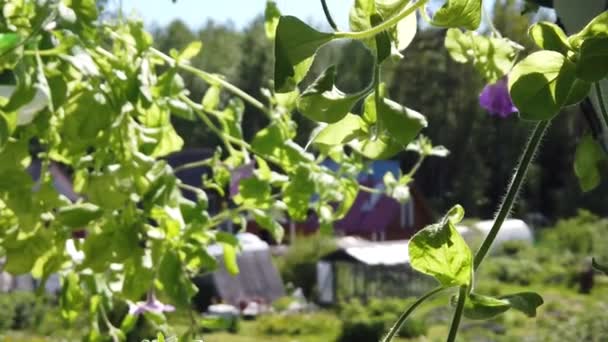 Zelená Rostlina Květináči Zblízka Zahradní Rostliny Zpomalit Slunečný Den — Stock video