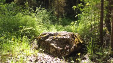 Yoğun ormanda fazla gelişmiş bir taş. Doğa manzarası. Yeşil yapraklar. güneşli bir gün
