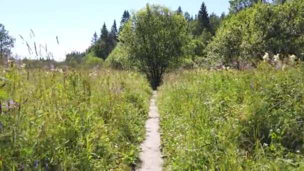 Camino Través Pradera Hasta Árbol Con Follaje Verde Caminando Bosque — Vídeos de Stock