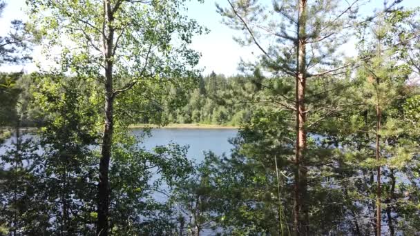 Лісове Озеро Деревами Поверхня Води Літній День — стокове відео