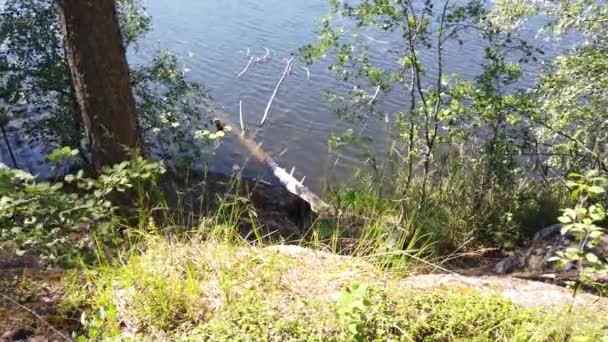 Δέντρο Έπεσε Στο Νερό Ακτή Της Λίμνης Καλοκαιρινή Μέρα — Αρχείο Βίντεο