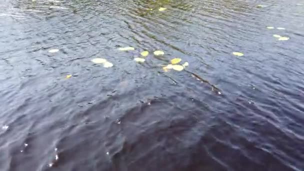 水面上有波纹 在一个多风的日子里 池塘里有漂浮的睡莲 — 图库视频影像