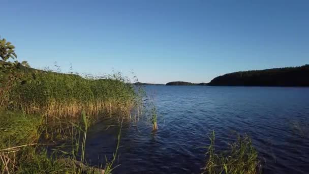 Danau Dengan Tanaman Air Pada Hari Berangin Permukaan Air Dengan — Stok Video