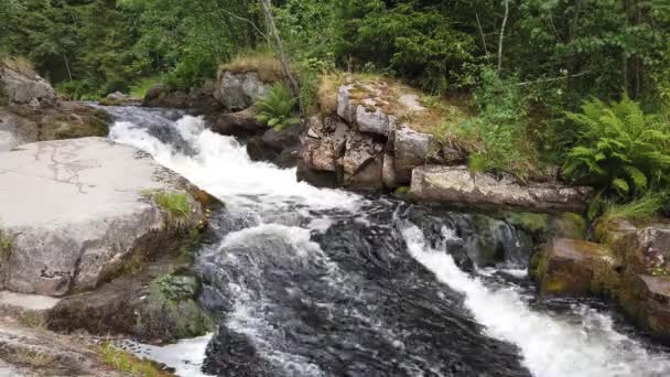 Fiume Montagna Nella Fitta Foresta Vista Dal Centro Una Cascata — Video Stock