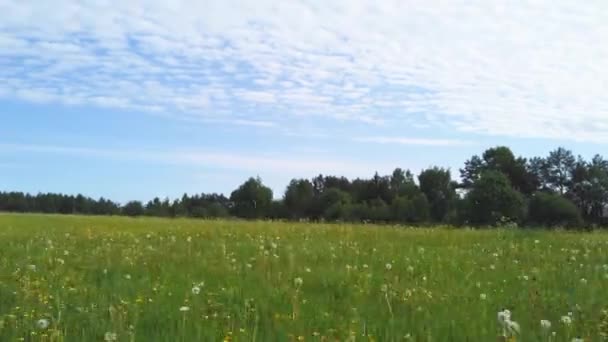Paardenbloem Weide Veld Met Gras Bloesems Bewegend Uitzicht Langs Weide — Stockvideo