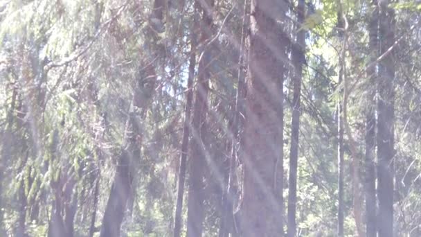 Napsugarak Erdőben Fák Között Süt Napfény Kilátás Mozog Alulról Tetejére — Stock videók