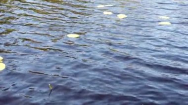 Dalgalı su yüzeyi. Rüzgarlı bir günde göl. Yüzen su zambaklarıyla dolu bir gölet. Ağır çekim. görünüm sağdan sola hareket eder
