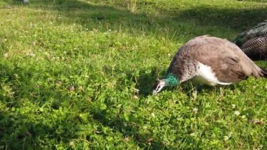 Tavus kuşları yürür ve otları yerler. Hayvanat bahçesindeki hayvanlar. yavaş çekim
