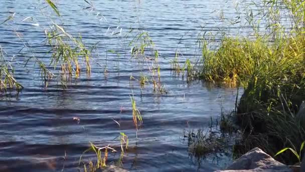 See Mit Wasserpflanzen Wasseroberfläche Mit Wellen Zeitlupe — Stockvideo