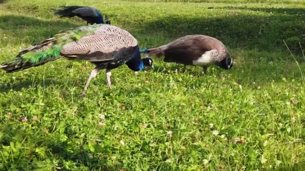 Les paons marchent et mangent l'herbe. animaux dans le zoo. au ralenti