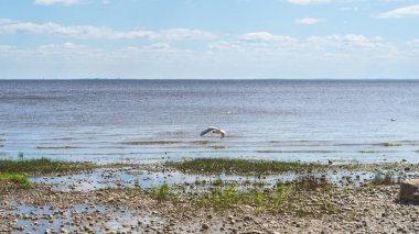 Denizin kıyısında. Ufuk çizgisi olan deniz manzarası. Bulutlu gökyüzü. Çakıl taşlı alüvyon kıyısı. su yüzeyi