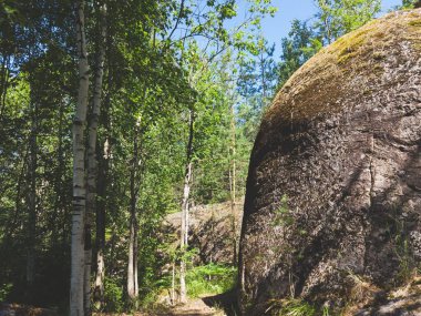 Yoğun ormanda büyümüş büyük bir kaya. Doğa manzarası. Yeşil yapraklar. yaz günü