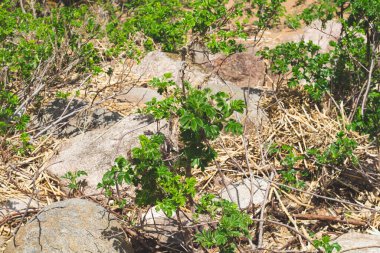 Taze yapraklı küçük bitkiler. yeşil yapraklar