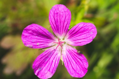 Küçük pembe çiçek makrosu. Bahçe bitkisi yakında. Yaprağın üzerinde oturan sinek.