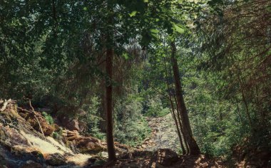 Yoğun ormandaki dağ nehri. Woodland Deresi. Kayalık su yolu. Su damlalarıyla birlikte akıyor.