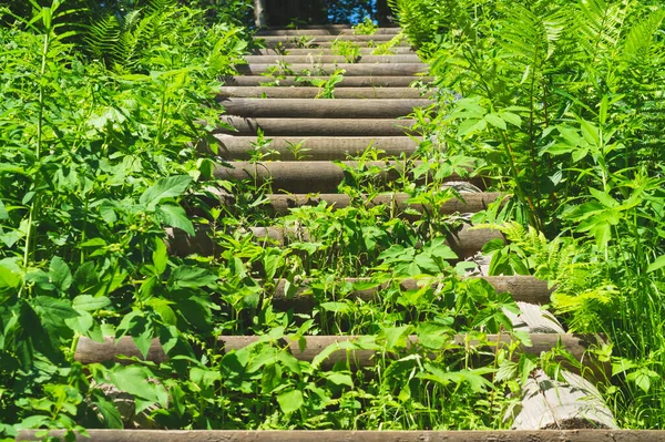 Wooden Staircase Dense Foliage Overgrown Ladder Made Wood Beautiful Landscape — Stock Photo, Image