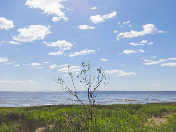 Plant Met Kleine Blaadjes Aan Kust Zeegezicht Achtergrond Horizon Lijn — Stockfoto