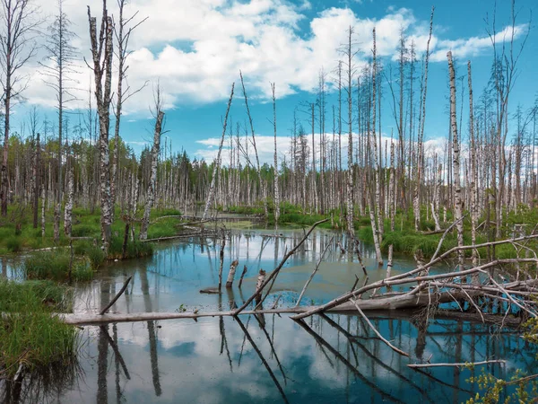 Forêt Inondée Troncs Bouleaux Dans Eau Forêt Envahie Nature Paysage — Photo