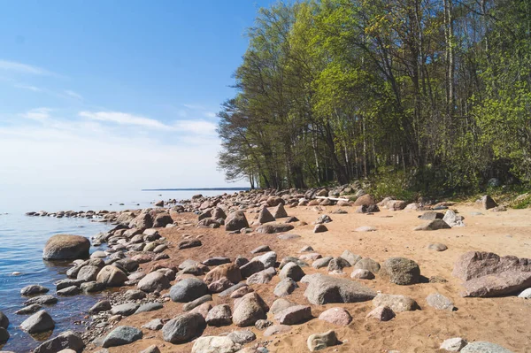 砂浜に石があるビーチ 海岸線に木がある 夏の風景 — ストック写真